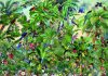 Birds - Bluebird 70473 - 1500 db-os puzzle