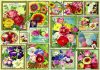 Flower Pictures - Bluebird 70474 - 1500 db-os puzzle