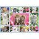 Kittens 100db (56135) Katzenbabys, 100 pcs
