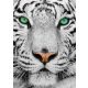 White Siberian Tiger - Enjoy 1257 - 1000 darabos puzzle